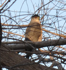 Rufous Hawk Year 2010